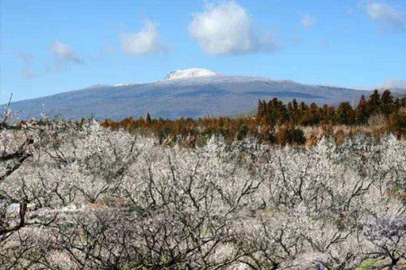 Jeju Hueree Apricot Flower Festival  (1/22)