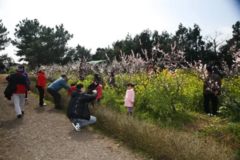 Jeju Hueree Apricot Flower Festival  (2/22)