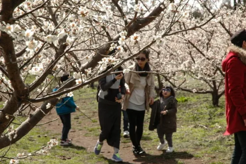 Jeju Hueree Apricot Flower Festival  (3/22)