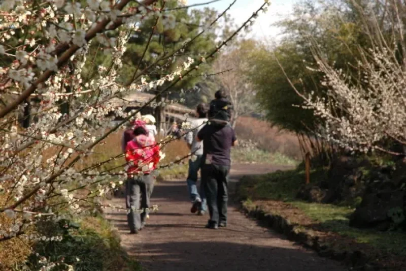 Jeju Hueree Apricot Flower Festival  (4/22)