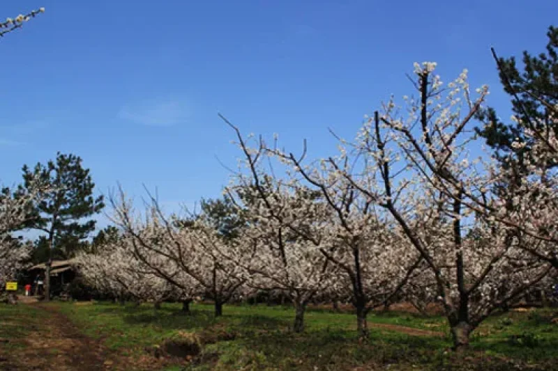 Jeju Hueree Apricot Flower Festival  (6/22)