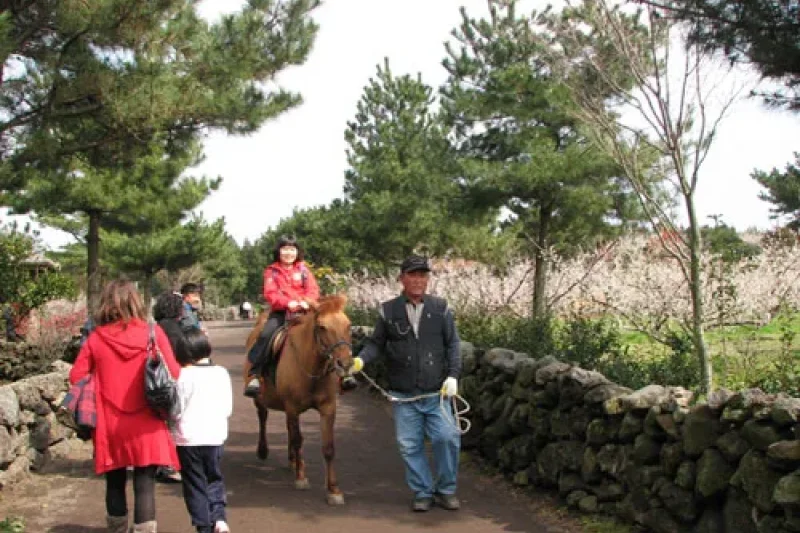 Jeju Hueree Apricot Flower Festival  (7/22)