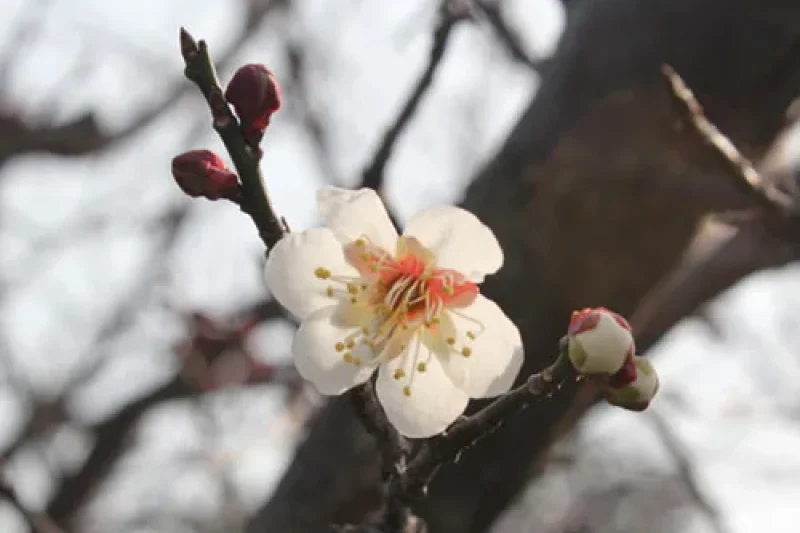 Jeju Hueree Apricot Flower Festival  (8/22)
