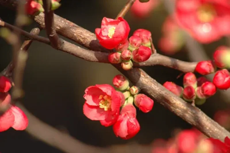 Jeju Hueree Apricot Flower Festival  (9/22)