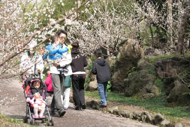 Jeju Hueree Apricot Flower Festival  (10/22)