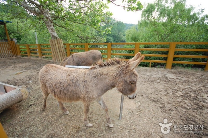 Seoul Grand Park  (39/58)