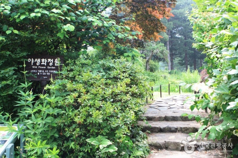 The Garden of Morning Calm  (15/54)