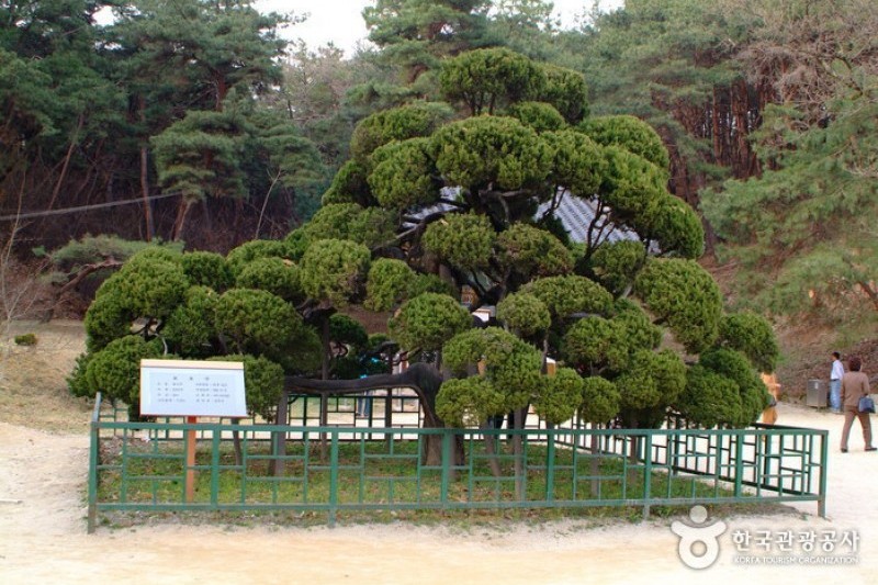 Silleuksa Temple - Yeoju  (14/18)