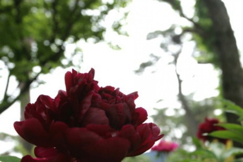 The Botanical Garden BCJ  (25/35)