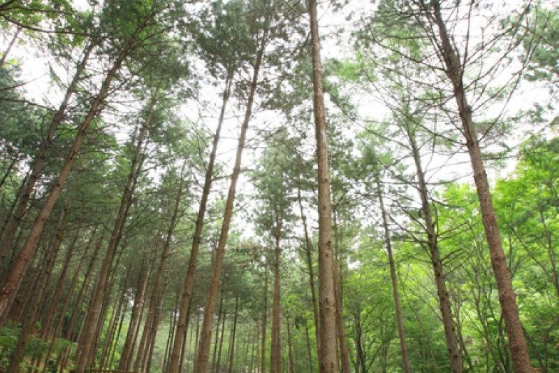Saneum Recreational Forest  (4/11)