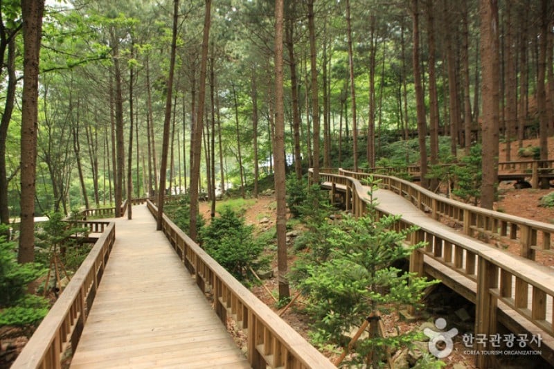 Saneum Recreational Forest  (6/11)