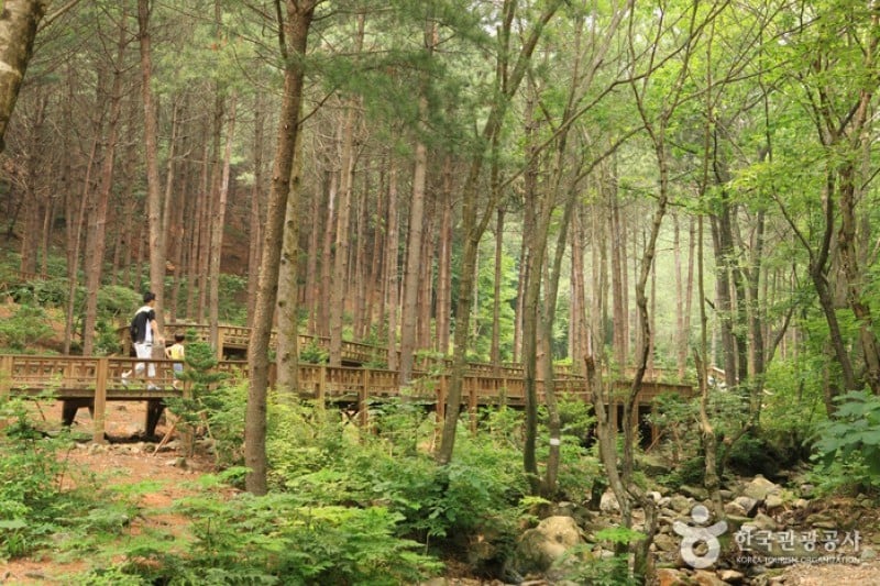 Saneum Recreational Forest  (7/11)