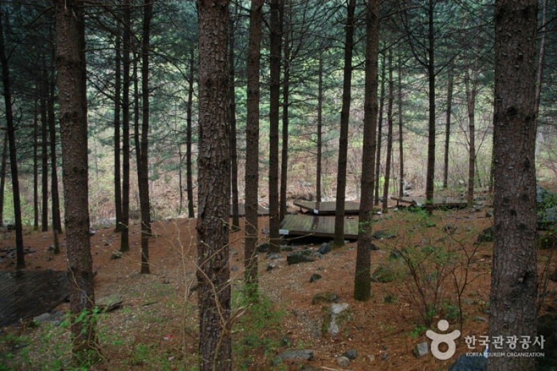 Saneum Recreational Forest  (10/11)