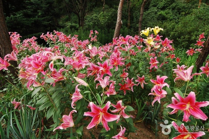 Hantaek Botanical Garden  (24/31)