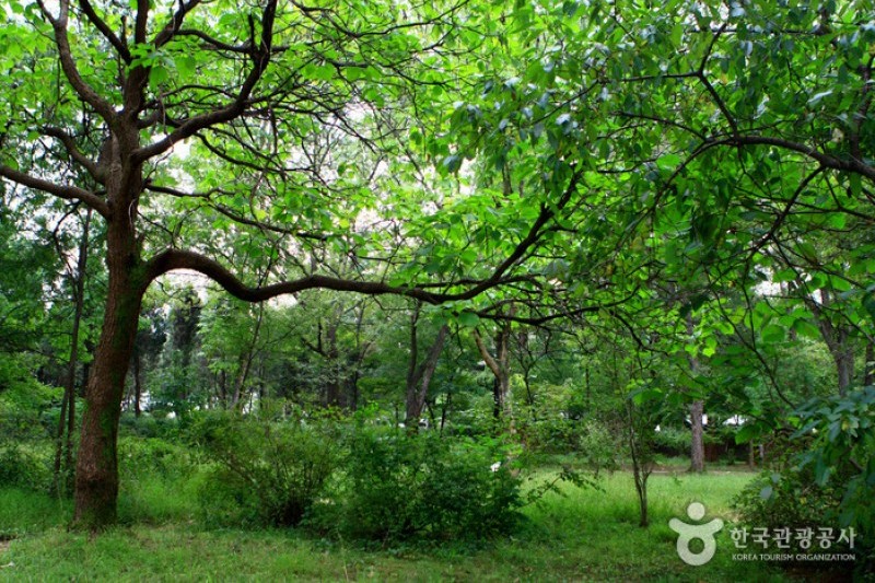 Mulhyanggi Arboretum  (4/48)