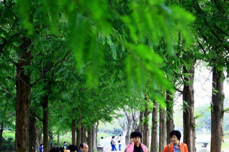 Mulhyanggi Arboretum  (5/48)