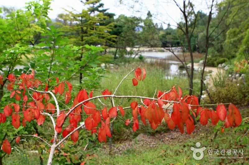 Mulhyanggi Arboretum  (9/48)