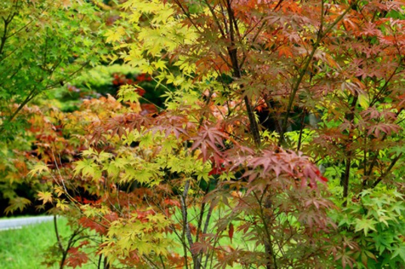 Mulhyanggi Arboretum  (10/48)