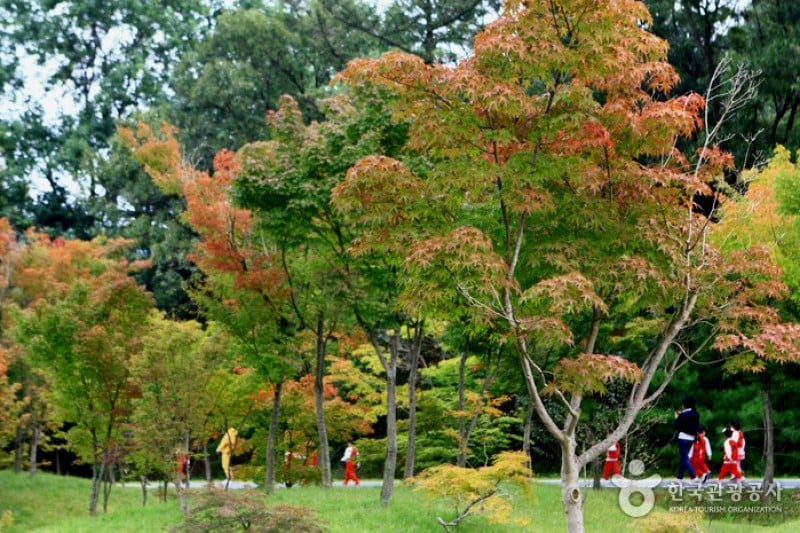 Mulhyanggi Arboretum  (14/48)