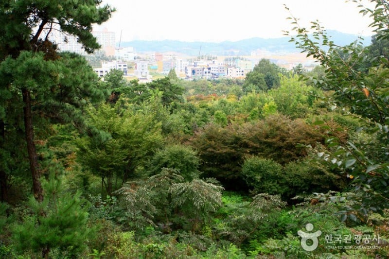 Mulhyanggi Arboretum  (16/48)