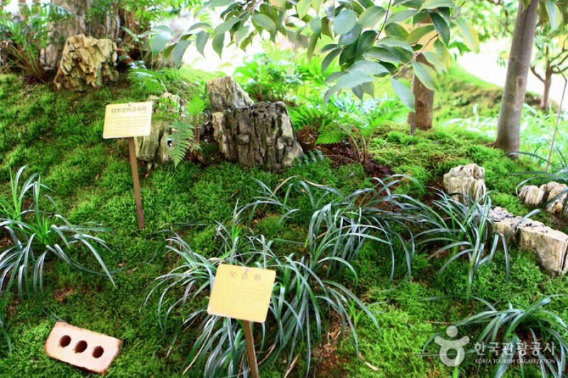 Mulhyanggi Arboretum  (23/48)