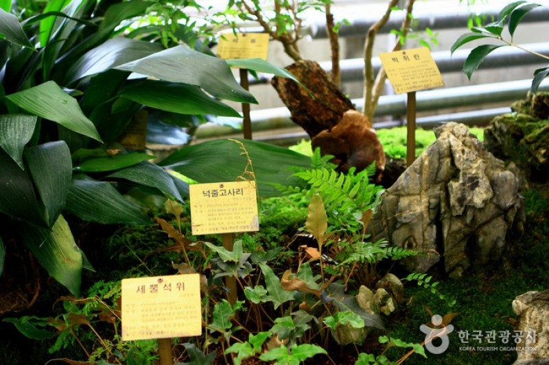 Mulhyanggi Arboretum  (24/48)