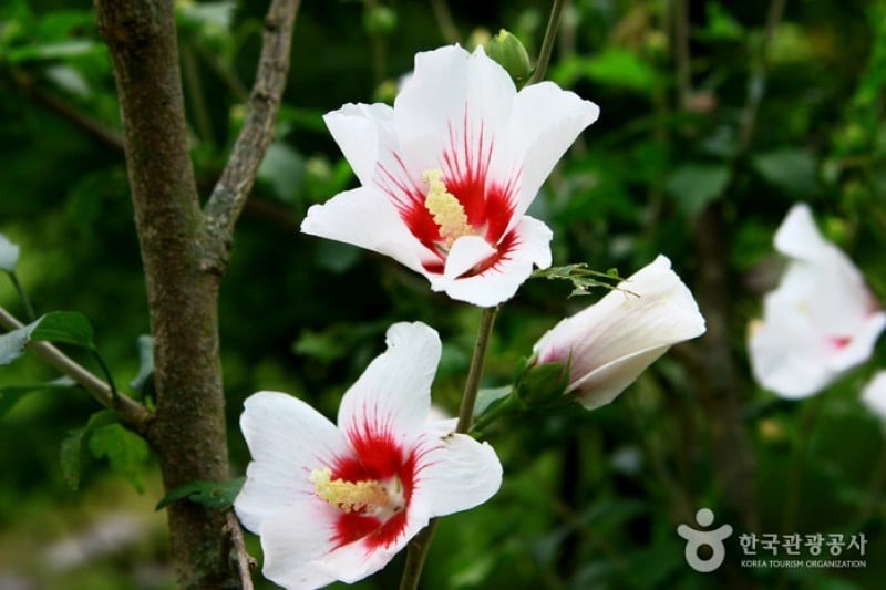 Mulhyanggi Arboretum  (26/48)