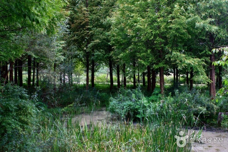 Mulhyanggi Arboretum  (27/48)
