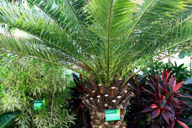 Mulhyanggi Arboretum  (34/48)