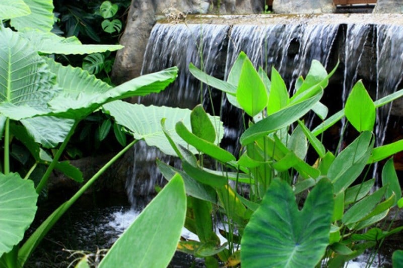 Mulhyanggi Arboretum  (35/48)