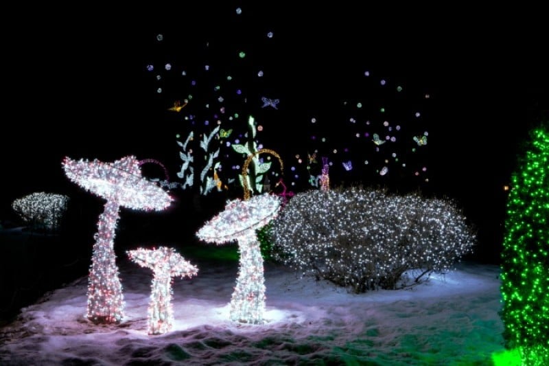 Lighting Festival at The Garden of Morning Calm  (11/18)