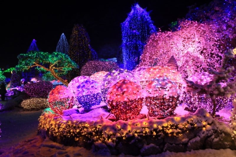 Lighting Festival at The Garden of Morning Calm  (17/18)
