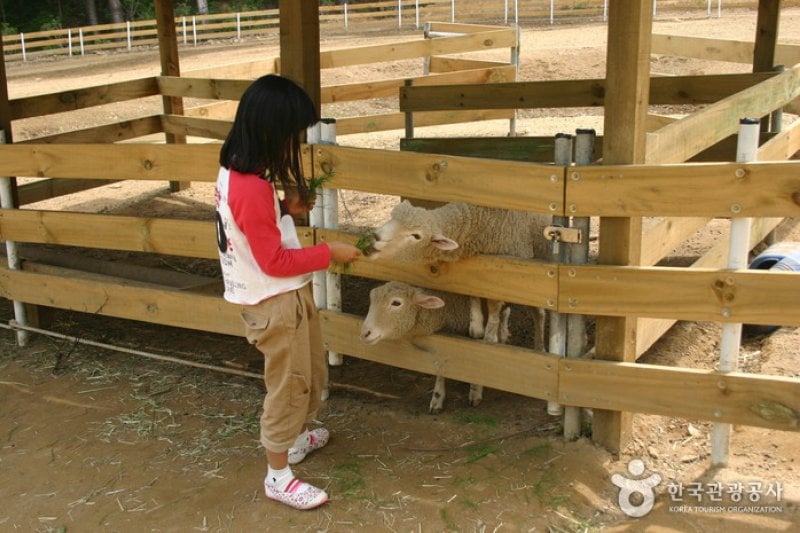 Ilyeong Herbland  (10/13)