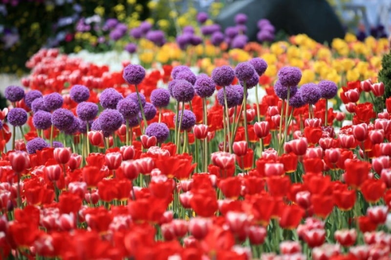 International Horticulture Goyang Korea  (7/18)
