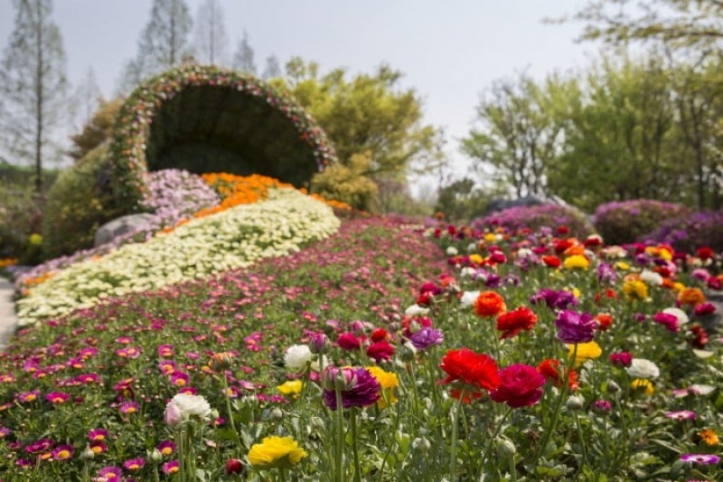 International Horticulture Goyang Korea  (16/18)