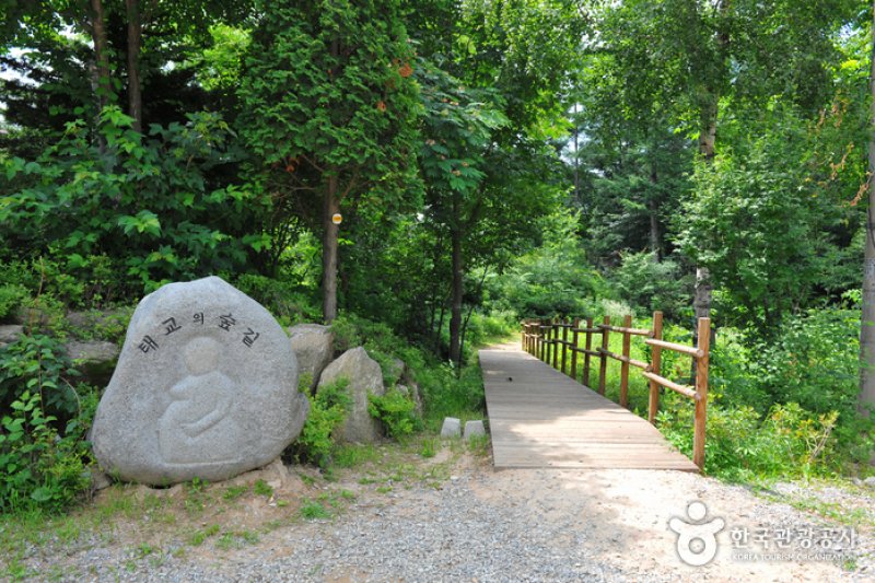 Jungmisan Recreational Forest (중미산자연휴양림) (7/26)
