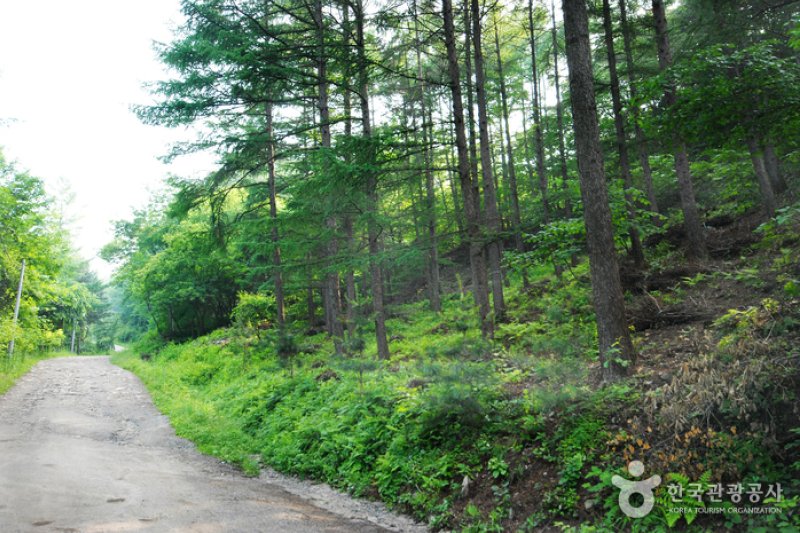 Jungmisan Recreational Forest (중미산자연휴양림) (10/26)