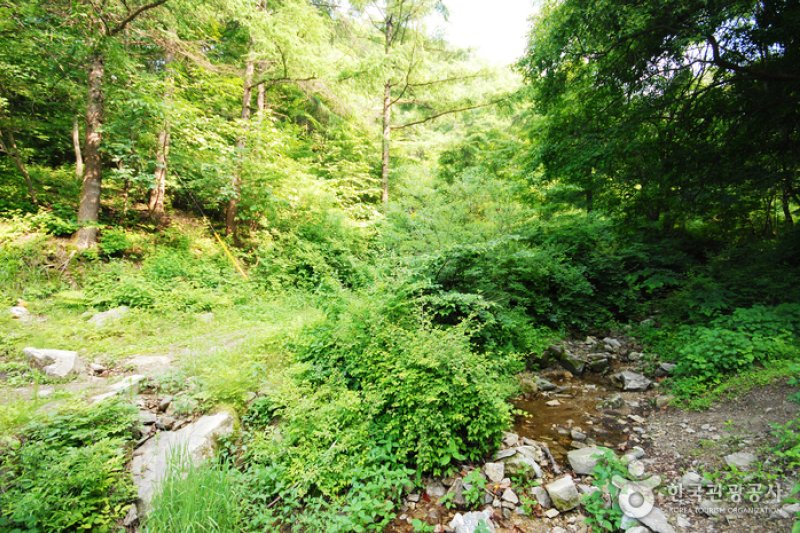 Jungmisan Recreational Forest (중미산자연휴양림) (12/26)