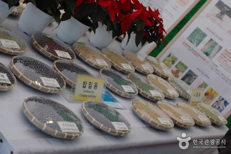 Paju Jangdan Soybean Festival  (5/5)