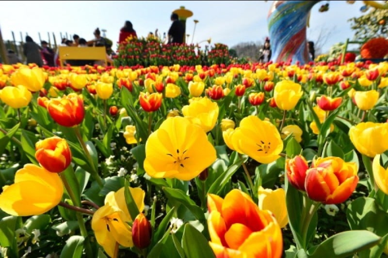 Everland Tulip Festival (에버랜드 튤립축제) (1/8)
