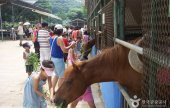 Hanteo Pony Farm (한터 조랑말농장)