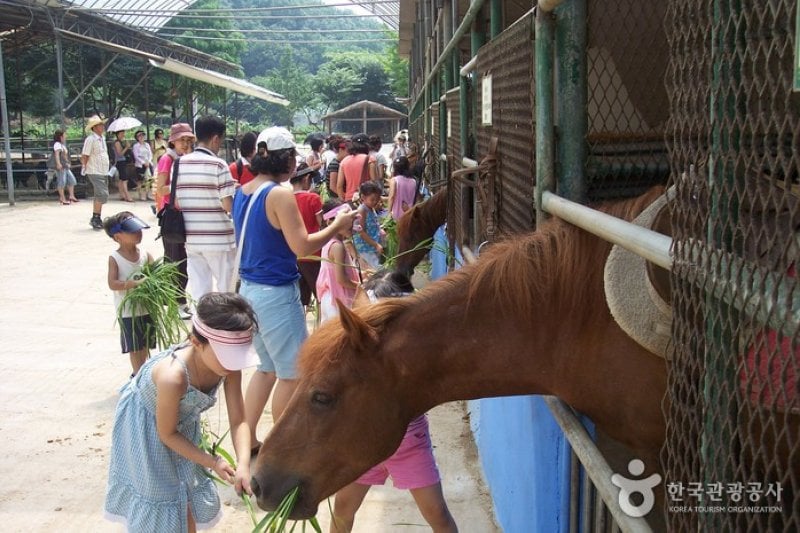 Hanteo Pony Farm (한터 조랑말농장) (1/1)