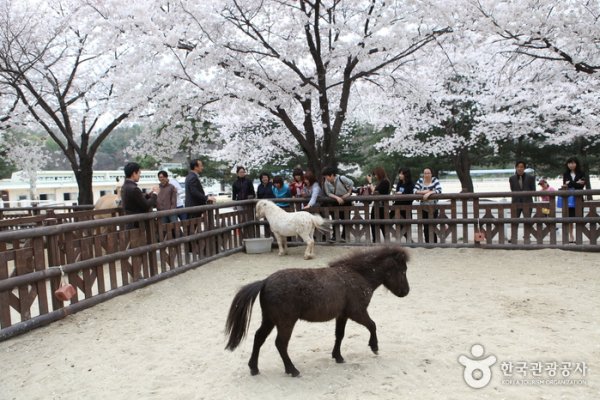 Seoul Race Park