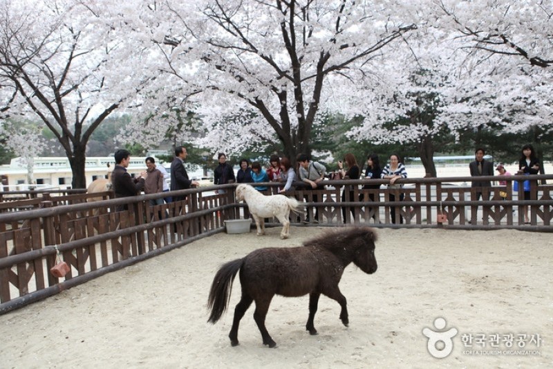 Seoul Race Park  (5/10)