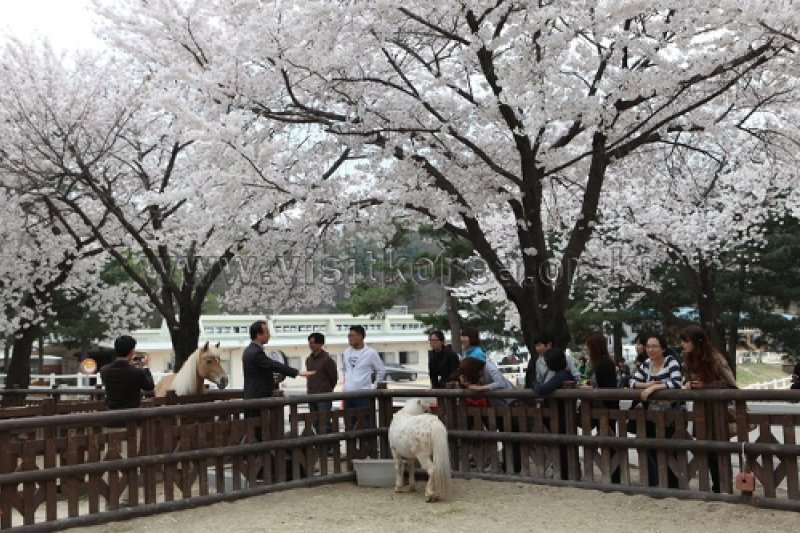Seoul Race Park  (6/10)