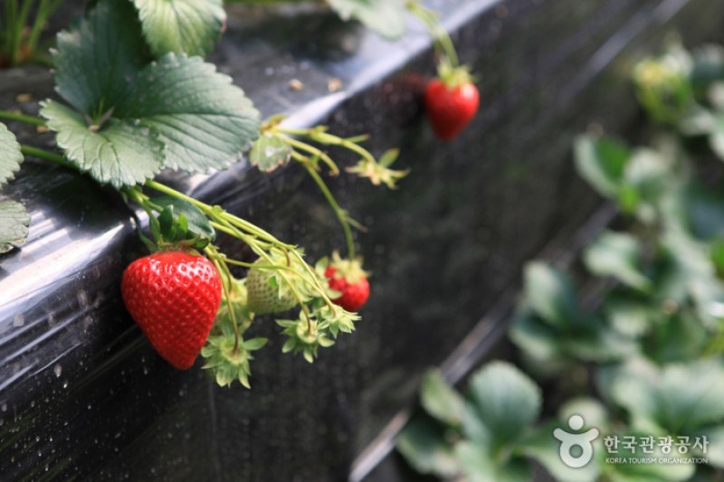 Yangpyeong Strawberry Festival  (1/4)