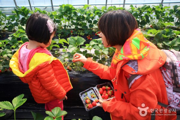 Yangpyeong Strawberry Festival