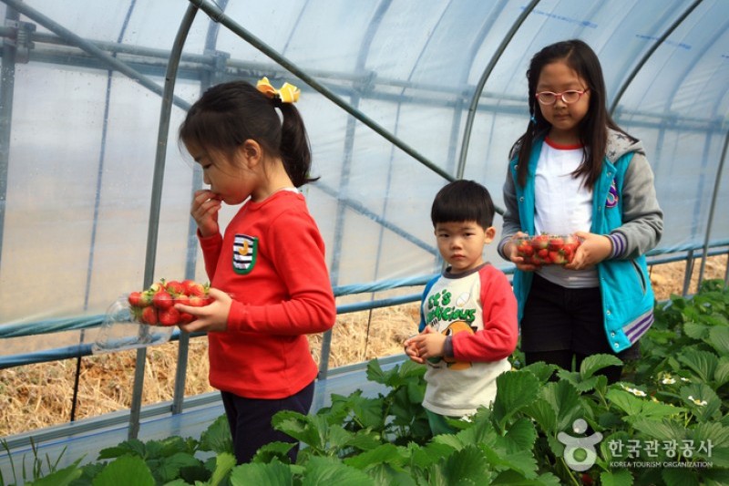 Yangpyeong Strawberry Festival  (3/4)