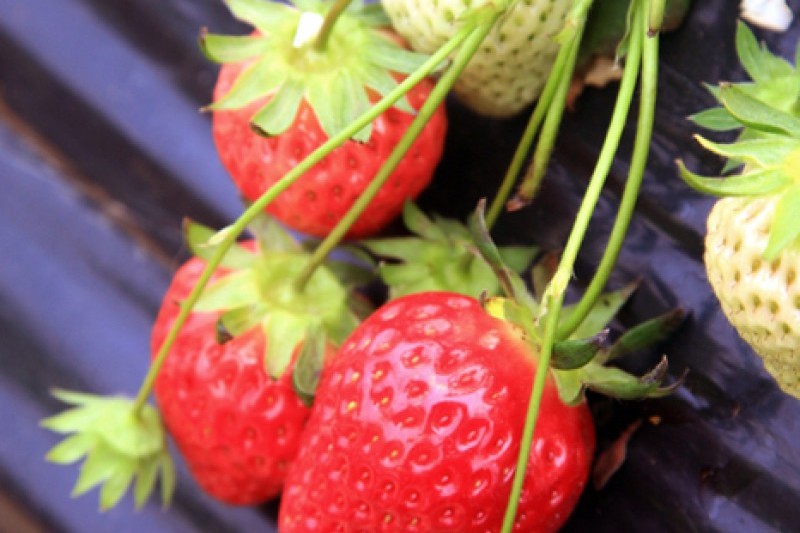 Yangpyeong Strawberry Festival  (4/4)