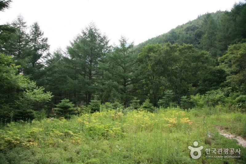Gungmangbong Recreational Forest (Pocheon)  (7/7)